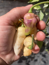 Load image into Gallery viewer, PJ Peach GL (Pepper Seeds)