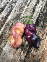 Load image into Gallery viewer, PJ Lavender Ice (Pepper Seeds)(Limited)