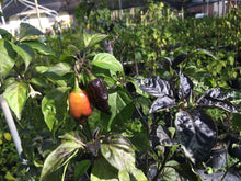 Load image into Gallery viewer, PJ Orange OG (Pimenta Jolokia)(Pepper Seeds)