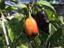 Load image into Gallery viewer, PJ Orange OG (Pimenta Jolokia)(Pepper Seeds)