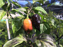 Load image into Gallery viewer, PJ Orange OG (Pimenta Jolokia)(Pepper Seeds)