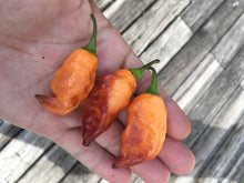Load image into Gallery viewer, PJ Orange OG (Pimenta Jolokia)(Pepper Seeds)