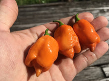 Load image into Gallery viewer, PJ Orange OG (Pimenta Jolokia)(Pepper Seeds)