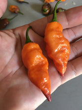 Load image into Gallery viewer, PJ Orange OG (Pimenta Jolokia)(Pepper Seeds)