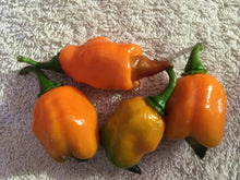 Load image into Gallery viewer, PJ Orange OG (Pimenta Jolokia)(Pepper Seeds)