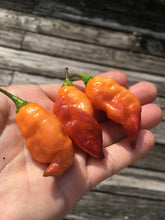 Load image into Gallery viewer, PJ Orange OG (Pimenta Jolokia)(Pepper Seeds)