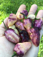 Load image into Gallery viewer, PJ Peach Fire (Pepper Seeds) (Pimenta Jolokia)