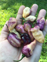 Load image into Gallery viewer, PJ Peach Fire (Pepper Seeds) (Pimenta Jolokia)