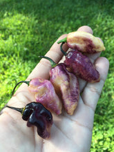 Load image into Gallery viewer, PJ Peach Fire (Pepper Seeds) (Pimenta Jolokia)