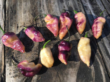 Load image into Gallery viewer, PJ Peach Fire (Pepper Seeds) (Pimenta Jolokia)