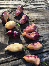 Load image into Gallery viewer, PJ Peach Fire (Pepper Seeds) (Pimenta Jolokia)