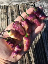 Load image into Gallery viewer, PJ Peach Fire (Pepper Seeds) (Pimenta Jolokia)