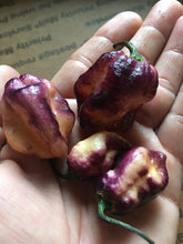 Load image into Gallery viewer, PJ Peach Fire (Pepper Seeds) (Pimenta Jolokia)