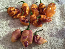 Load image into Gallery viewer, PJ Peach Fire (Pepper Seeds) (Pimenta Jolokia)