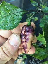 Load image into Gallery viewer, PJ Peach Fire (Pepper Seeds) (Pimenta Jolokia)