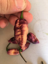 Load image into Gallery viewer, PJ Peach Fire (Pepper Seeds) (Pimenta Jolokia)