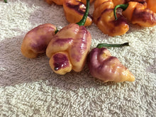 Load image into Gallery viewer, PJ Peach Fire (Pepper Seeds) (Pimenta Jolokia)