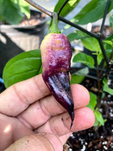 Load image into Gallery viewer, PJ Purple/Peach (Pepper Seeds)