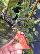 Load image into Gallery viewer, PJ Smooth Orange Blush (Pepper Seeds)