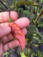 Load image into Gallery viewer, PJ Smooth Orange Blush (Pepper Seeds)