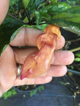 Load image into Gallery viewer, PJ Smooth Pink (Pepper Seeds)