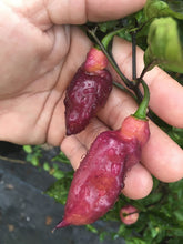 Load image into Gallery viewer, PJ Smooth Pink (Pepper Seeds)