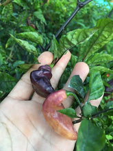 Load image into Gallery viewer, PJ Peach’z & Cream’z Mix (Pepper Seeds)