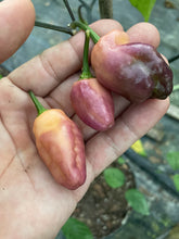 Load image into Gallery viewer, PJ XL Peach (Pepper Seeds)