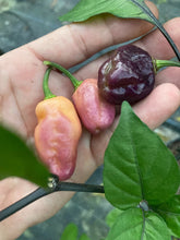 Load image into Gallery viewer, PJ XL Peach (Pepper Seeds)