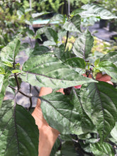 Load image into Gallery viewer, Puma Peach Habanero T-E (Pepper Seeds)