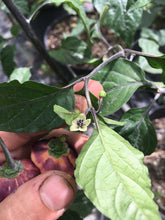 Load image into Gallery viewer, Puma Peach Habanero T-E (Pepper Seeds)