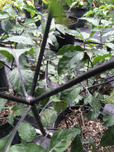 Load image into Gallery viewer, Puma Peach Habanero T-E (Pepper Seeds)