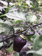 Load image into Gallery viewer, Puma Peach Habanero T-E (Pepper Seeds)