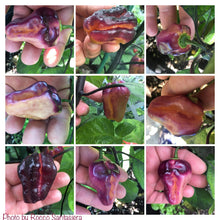 Load image into Gallery viewer, Puma Peach Habanero T-E (Pepper Seeds)