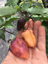 Load image into Gallery viewer, Puma Peach Habanero T-E (Pepper Seeds)