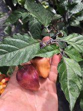 Load image into Gallery viewer, Puma Peach Habanero T-E (Pepper Seeds)