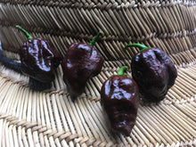 Load image into Gallery viewer, Pseudonaja (Pepper Seeds)