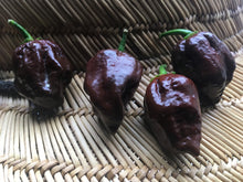 Load image into Gallery viewer, Pseudonaja (Pepper Seeds)