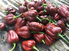 Load image into Gallery viewer, Pseudonaja (Pepper Seeds)