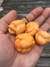 Load image into Gallery viewer, Pink Murupi Moruga (Pepper Seeds)