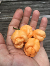 Load image into Gallery viewer, Pink Murupi Moruga (Pepper Seeds)