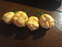 Load image into Gallery viewer, Pink Murupi Moruga (Pepper Seeds)