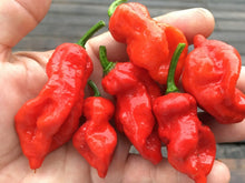 Load image into Gallery viewer, Primo "X" Red (Pepper Seeds)