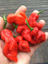 Load image into Gallery viewer, Primo "X" Red (Pepper Seeds)