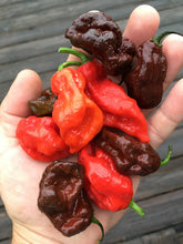 Load image into Gallery viewer, Primo "X" Red (Pepper Seeds)