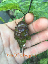 Load image into Gallery viewer, Primo Noir (Stinger Select) (Pepper Seeds)