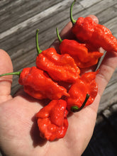 Load image into Gallery viewer, Primo Noir (Stinger Select) (Pepper Seeds)