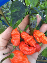 Load image into Gallery viewer, Primo Noir (Stinger Select) (Pepper Seeds)