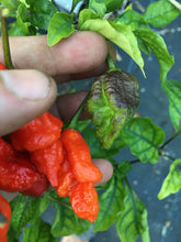 Load image into Gallery viewer, Primo Noir (Stinger Select) (Pepper Seeds)