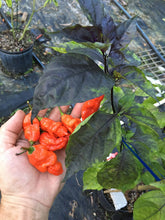 Load image into Gallery viewer, Primo Noir (Blushed) (Pepper Seeds)